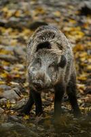 porträtt av vild vildsvin i Zoo foto