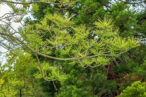 pinus strobus växt, stor träd. växer i de nordöstra regioner av norr amerika. idealisk för plantering i de trädgård och för landskap design. foto