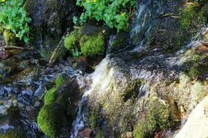 grön mossa på sten i alpina ström foto