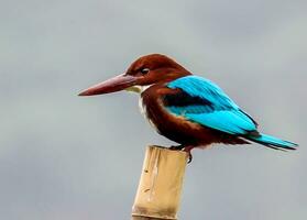 fågel fotografi, fågel bild, mest skön fågel fotografi, natur fotografi foto