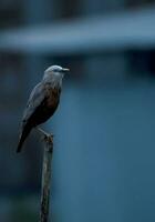 fågel fotografi, fågel bild, mest skön fågel fotografi, natur fotografi foto