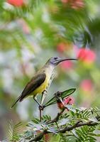 fågel fotografi, fågel bild, mest skön fågel fotografi, natur fotografi foto