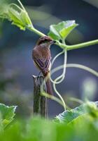 fågel fotografi, fågel bild, mest skön fågel fotografi, natur fotografi foto