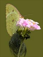 monark, skön fjäril fotografi, skön fjäril på blomma, makro fotografi, fri Foto