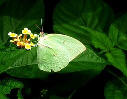 monark, skön fjäril fotografi, skön fjäril på blomma, makro fotografi, fri Foto