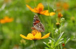 monark, skön fjäril fotografi, skön fjäril på blomma, makro fotografi, fri Foto