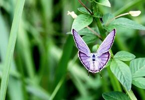 monark, skön fjäril fotografi, skön fjäril på blomma, makro fotografi, fri Foto