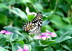 monark, skön fjäril fotografi, skön fjäril på blomma, makro fotografi, fri Foto