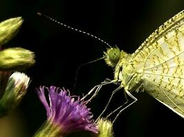 monark, skön fjäril fotografi, skön fjäril på blomma, makro fotografi, fri Foto