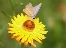 monark, skön fjäril fotografi, skön fjäril på blomma, makro fotografi, fri Foto