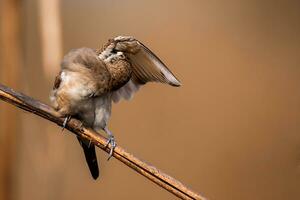 fågel fotografi, fågel bilder, de flesta skön fågel fotografi, natur fotografi foto