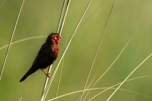 fågel fotografi, fågel bilder, de flesta skön fågel fotografi, natur fotografi foto