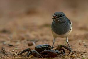 fågel fotografi, fågel bilder, de flesta skön fågel fotografi, natur fotografi foto