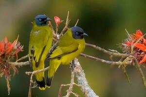 fågel fotografi, fågel bilder, de flesta skön fågel fotografi, natur fotografi foto