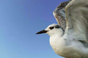 fågel fotografi, fågel bilder, de flesta skön fågel fotografi, natur fotografi foto