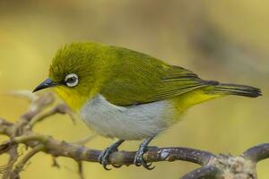 fågel fotografi, fågel bilder, de flesta skön fågel fotografi, natur fotografi foto