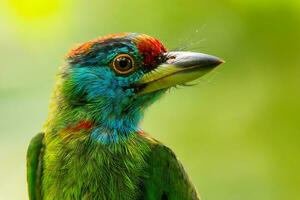 fågel fotografi, fågel bilder, de flesta skön fågel fotografi, natur fotografi foto