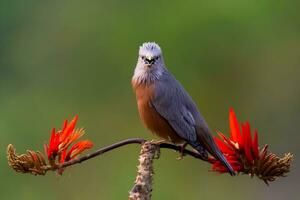 fågel fotografi, fågel bilder, de flesta skön fågel fotografi, natur fotografi foto