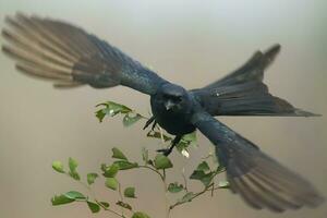 fågel fotografi, fågel bilder, de flesta skön fågel fotografi, natur fotografi foto