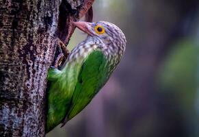 fågel fotografi, fågel bilder, de flesta skön fågel fotografi, natur fotografi foto