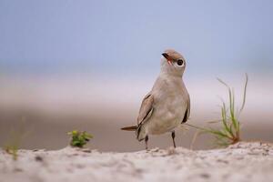 fågel fotografi, fågel bilder, de flesta skön fågel fotografi, natur fotografi foto