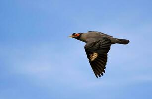 fågel fotografi, fågel bilder, de flesta skön fågel fotografi, natur fotografi foto