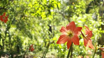 hippeastrum puniceum i full blomma är mycket skön. blommor på en hippeastrum puniceum eller barbados lilja växande i en trädgård foto