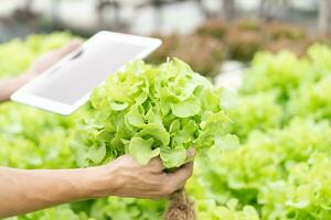 organisk jordbruk, sallad odla. jordbrukare kontrollera igen kvalitet spela in på Ansökan på läsplatta. hydroponik vegetabiliska växa naturligtvis. växthus trädgård, ekologisk biologisk, friska, vegetarian, ekologi foto