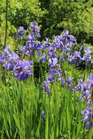 blomning blå iris i en rabatt på en solig sommar dag. vertikal Foto