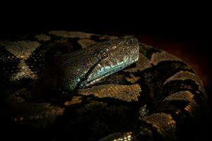 ular sanca eller malayopython reticulatus orm foto