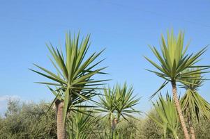 palmträd växer på ön Rhodos i Grekland foto