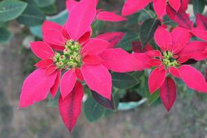 närbild av julstjärna eller euphorbia pulcherrima blomma, är erkänd för deras vibrerande och distinkt blommor foto