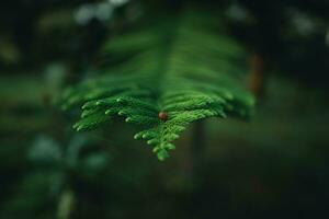 mörk grön tall grenar och löv i de morgon- foto