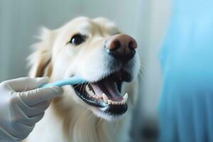 ai genererad gyllene retriever har hans tänder rengöras. hund grooming och vård. ai genererad foto