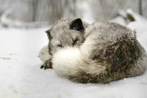 porträtt av arktisk räv i snö foto
