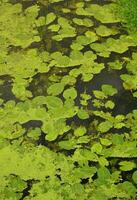 textur av träsk vatten prickad med grön andmat och kärr vegetation foto