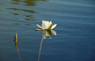 skön vit lotus blomma och lilja runda löv på de vatten efter regn i flod foto