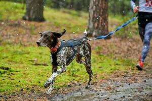 canicross hundmushing race foto