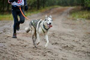 canicross hundmushing race foto