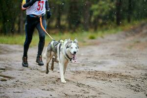 canicross hundmushing race foto