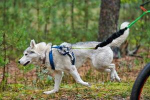 cykling hund mushing lopp foto