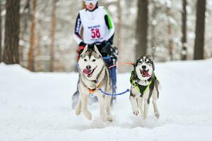 siberian husky slädhundkapplöpning foto