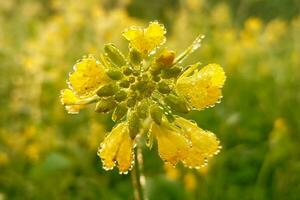 dagg droppar på senap blommor foto