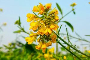 blå himmel bakgrund med dagg droppar på senap blommor foto