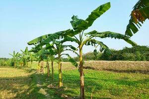 banan träd grön banan plantage foto