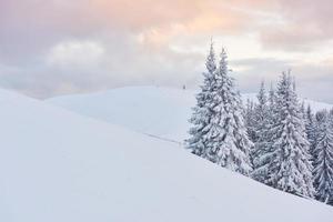 bra vinterfoto i karpaterna med snötäckta granar. färgglada utomhus scen, gott nytt år firande koncept. efterbehandlat foto i konstnärlig stil