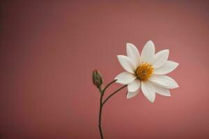 ai genererad vit kosmos blomma på rosa bakgrund, årgång stil, mjuk fokus. generativ ai foto