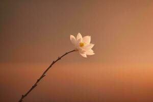 ai genererad skön vit blomma på de bakgrund av de solnedgång himmel, mjuk fokus. generativ ai foto