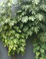 grön tropisk löv av monstera, vin på de vägg. en vertikal växt. foto