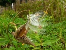milkweed frön lämnar utsäde skida foto
